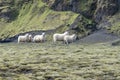 White pasturing sheep Royalty Free Stock Photo