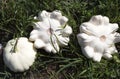 White Patisson on the grass in the garden