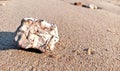 white patterned stones lying on the sand on the beach