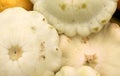 White patty pan squash, Cucurbita pepo