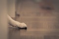 White paw of cat hidden behind wall fishing for goodie lying on wooden floor