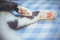 White paws of a cute gray house cat that is fast asleep on a blue checkered sheet on the bed. Sleep time Royalty Free Stock Photo