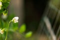 White Pea Flower Royalty Free Stock Photo