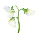 White pea flower