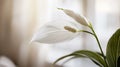 White Peace Lily Close Up Royalty Free Stock Photo