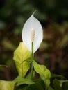 White Peace Lily Flower Blooming Royalty Free Stock Photo