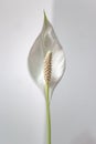 White peace lily flower just opening up Royalty Free Stock Photo