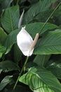 White peace lily flower Royalty Free Stock Photo