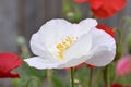 White Peace Poppy in Open Meadow Royalty Free Stock Photo