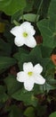 White peaceful flower with green leaf natural