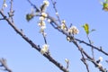 White peach blossom flower, plum flower or peach tree