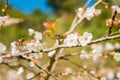 white peach blossom flower, plum flower