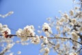 White peach blossoms and blue sky 6