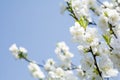 White peach blossoms