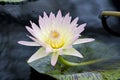 A white peach water lily blooming above the waterline