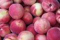 White peaches soft colors Royalty Free Stock Photo