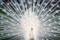 White peacock Royalty Free Stock Photo