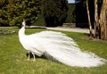 White peacock