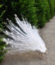 White peacock Royalty Free Stock Photo