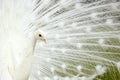 White Peacock. Royalty Free Stock Photo