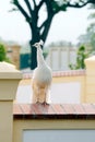 White Peacock Royalty Free Stock Photo