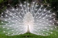 White peacock