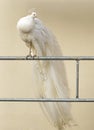 White peacock