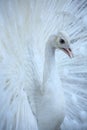 White peacock Royalty Free Stock Photo