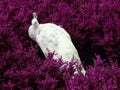 White peacock Royalty Free Stock Photo