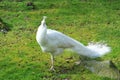 White peacock Royalty Free Stock Photo