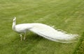 White peacock Royalty Free Stock Photo