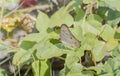 White Peacock Anartia jatrophae Butterfly Resting in Leaves