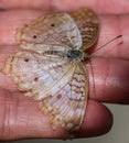 White Peacock Anartia Jatrophae Royalty Free Stock Photo