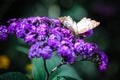 White Peacock Anartia Jatrophae Royalty Free Stock Photo