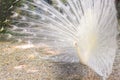 White peacock