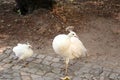 White peacock with baby peacock