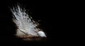 White peacock beautiful opened shows tail in the peacock farm