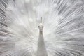 White peacock Royalty Free Stock Photo