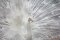 WHITE PEACOCK Royalty Free Stock Photo