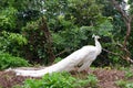 White Peacock Birds in Southeast Asia. Royalty Free Stock Photo