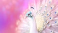 White peacock on blurred pink background