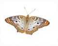 White Peacock Butterfly Royalty Free Stock Photo