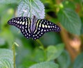 White Peacock Butterfly Royalty Free Stock Photo