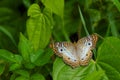 White peacock butterfly Royalty Free Stock Photo