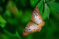 White Peacock Butterfly Royalty Free Stock Photo