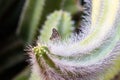 White Peacock butterfly perched on curving arm of senita cactus, covered with needles. More cactus in background. Royalty Free Stock Photo