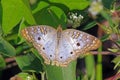 White Peacock Butterfly - anartia jatrophae