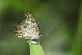 Closeup of white butterfly on a blade of grass in a field Royalty Free Stock Photo