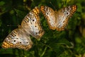 White Peacock Butterfly Couple at Lake Seminole, Park, Florida