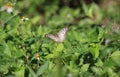 White peacock butterfly with dorsal view Royalty Free Stock Photo